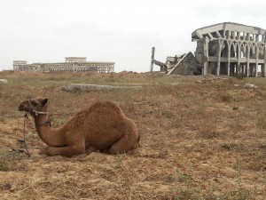 Gaza airport, a grazing ground for camels. Photo: ©Khaled Diab